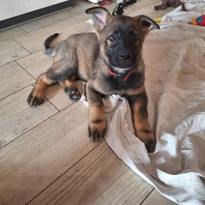 Les chiots de Berger Allemand