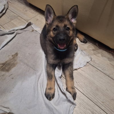 Les chiots de Berger Allemand