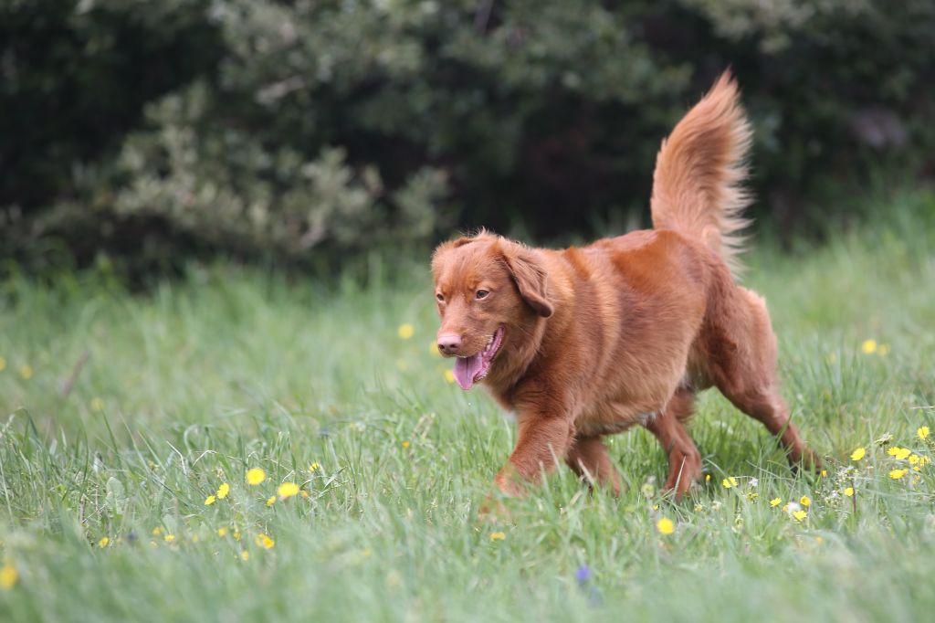 Retriever De La Nouvelle écosse Elevage France