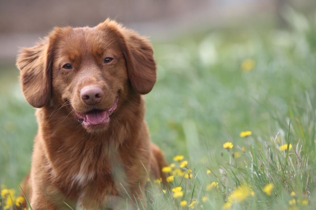 Photo Elevage Pokidchamka eleveur de chiens