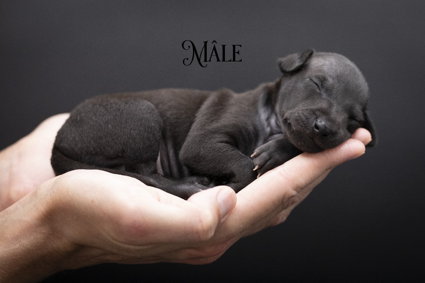 Chiot N°2 - Petit Levrier Italien