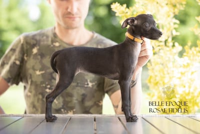 Les chiots de Petit Levrier Italien