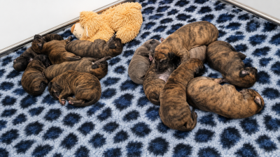 Les chiots de Greyhound