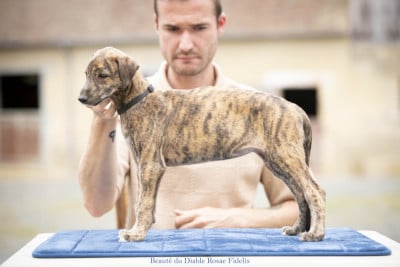 Les chiots de Greyhound