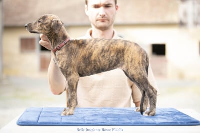 Les chiots de Greyhound