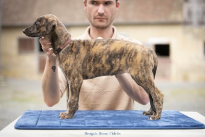 Les chiots de Greyhound