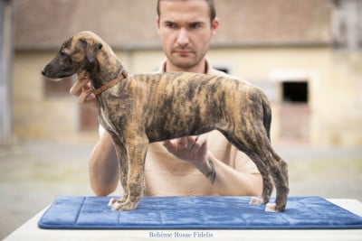 Les chiots de Greyhound