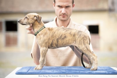 Les chiots de Greyhound