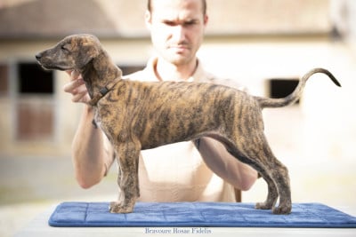 Les chiots de Greyhound