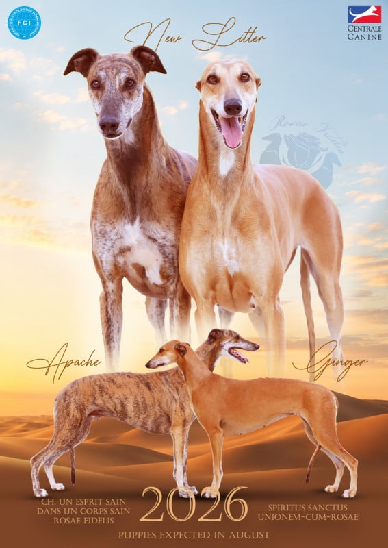 Greyhound - Rosae Fidelis