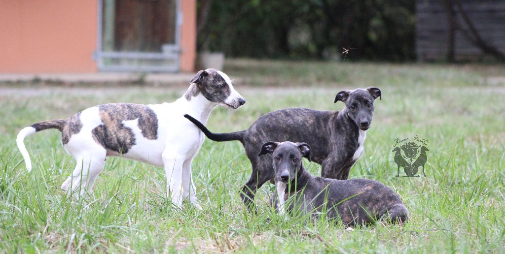 Accueil Elevage Rosae Fidelis Eleveur De Levriers Greyhound