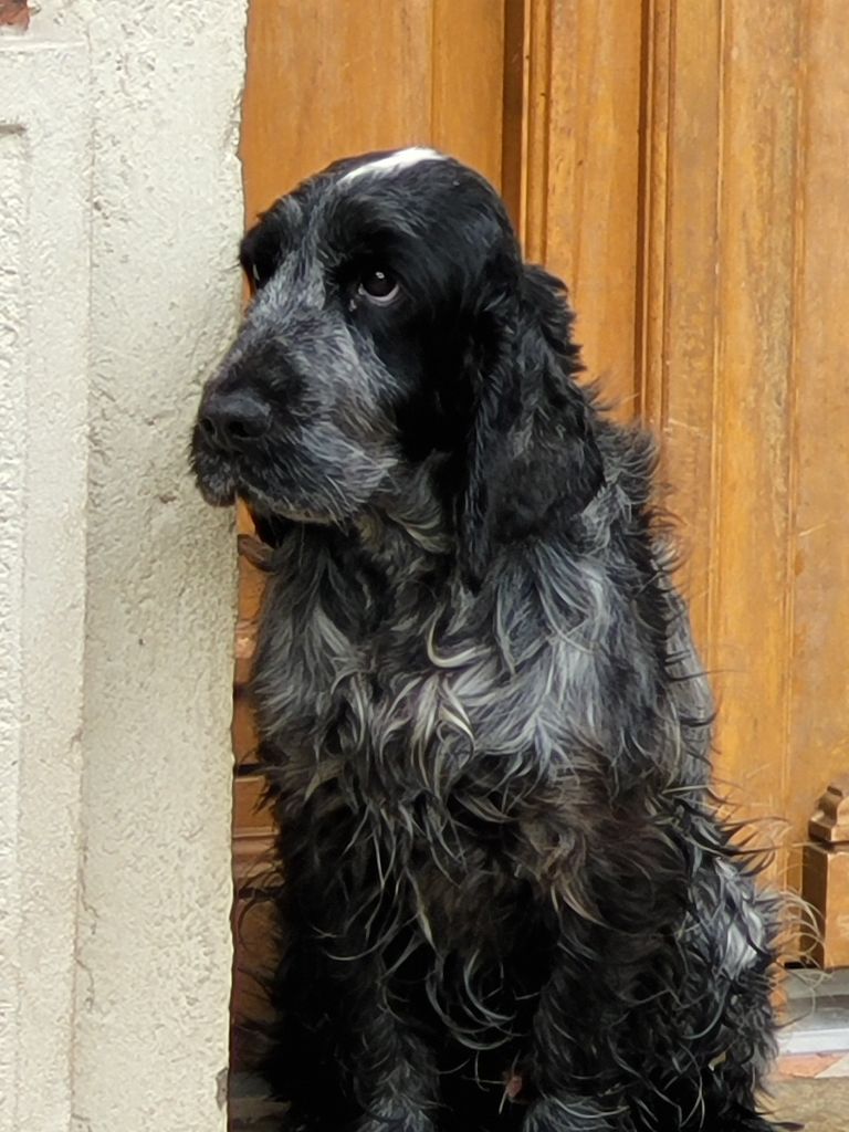 Publication : du chemin des cavaliers Auteur : Elevage Du Bas Pays d'Artois