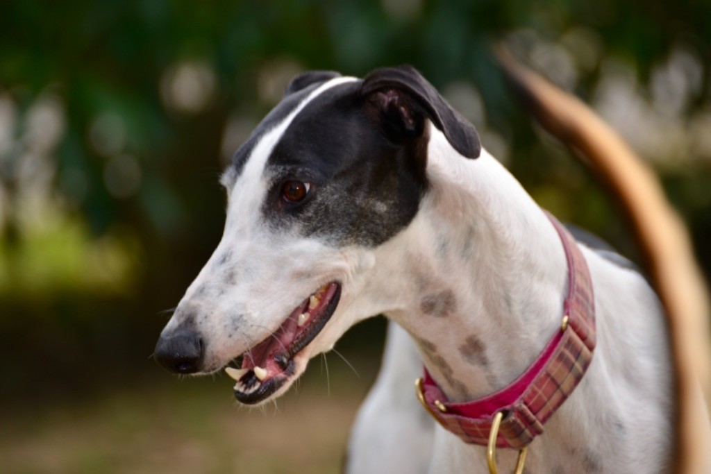 CH. Magnolia Des dames du lac - 1er EXC CACS CACIB BOB