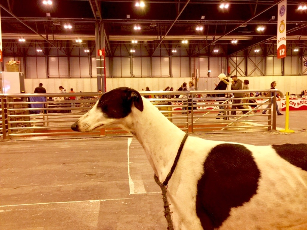 CH. Magnolia Des dames du lac - 1er EXC CACS CACIB B.O.B