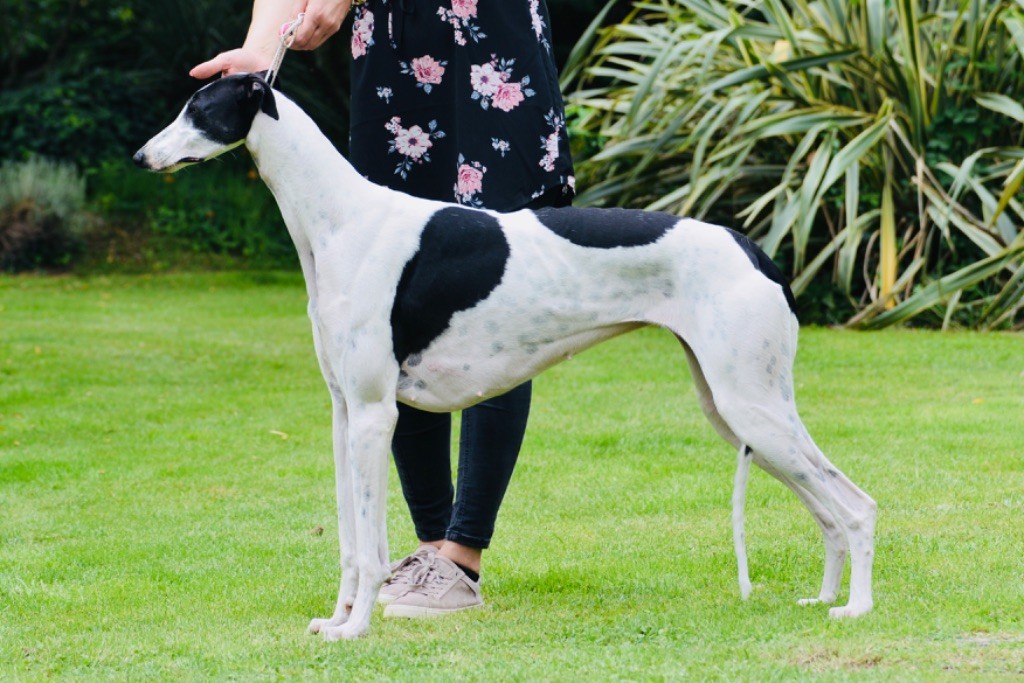 CH. Magnolia Des dames du lac - 2ème EXC RCACS