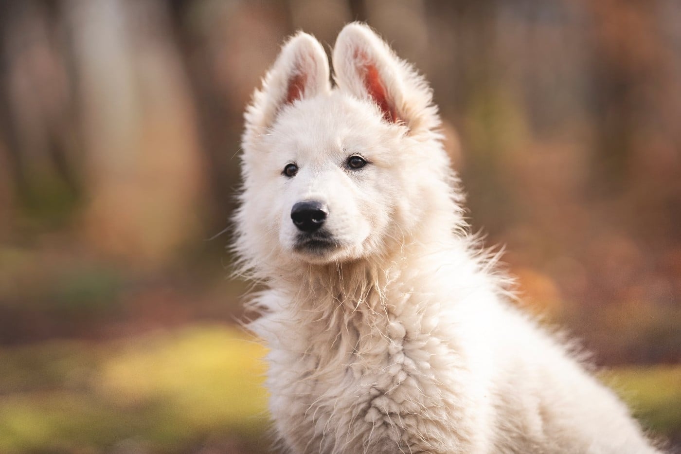 Berger Blanc Suisse - De La Vallée Du Lilas Blanc