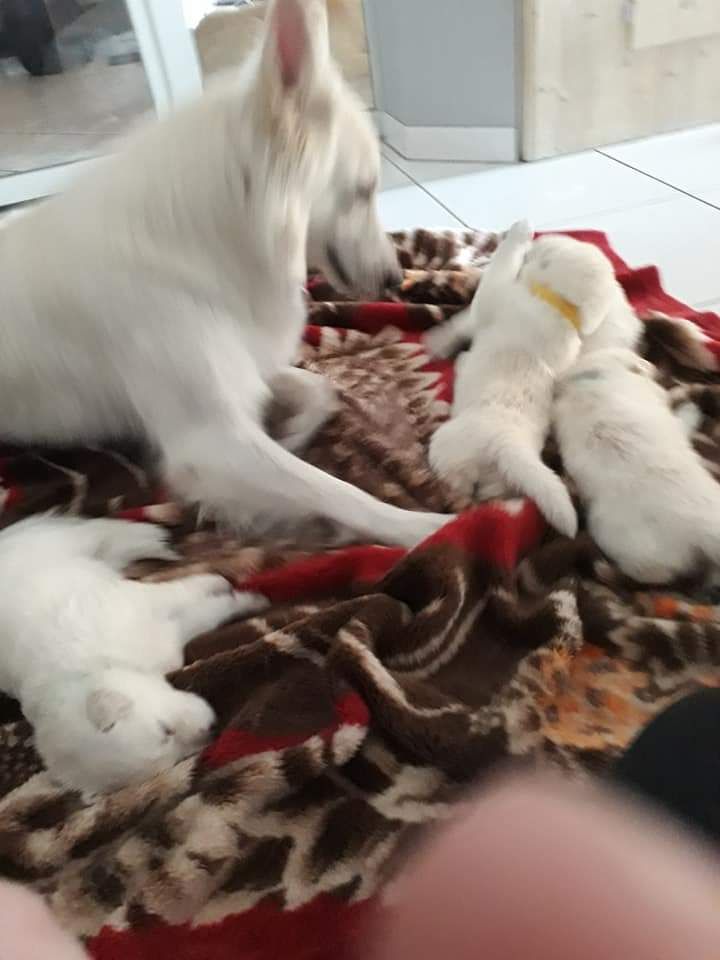 Accueil Elevage Du Domaine De Manigloo Eleveur De Chiens Berger Blanc Suisse