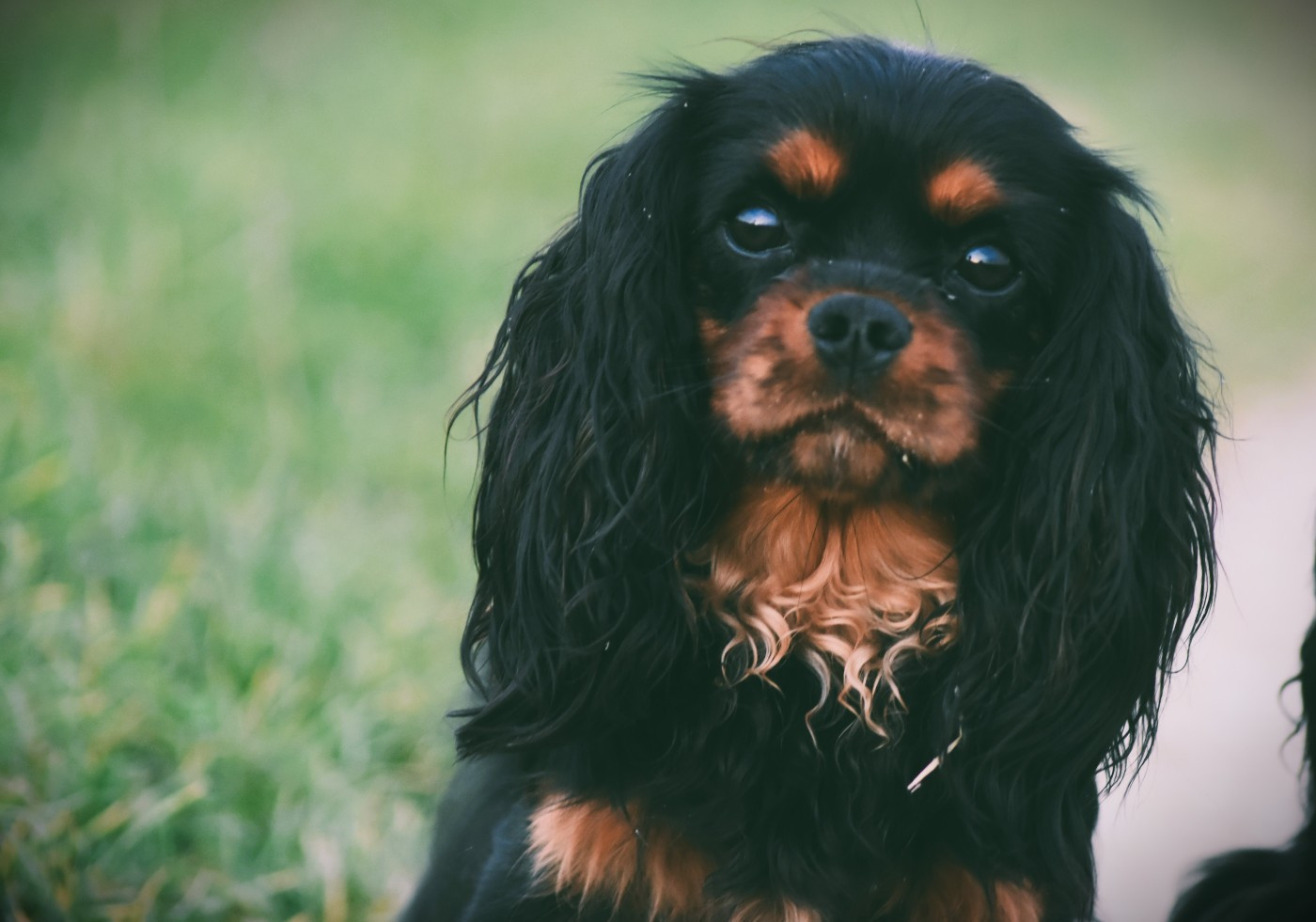 Unité d'élite des Mémoires Sempiternelles