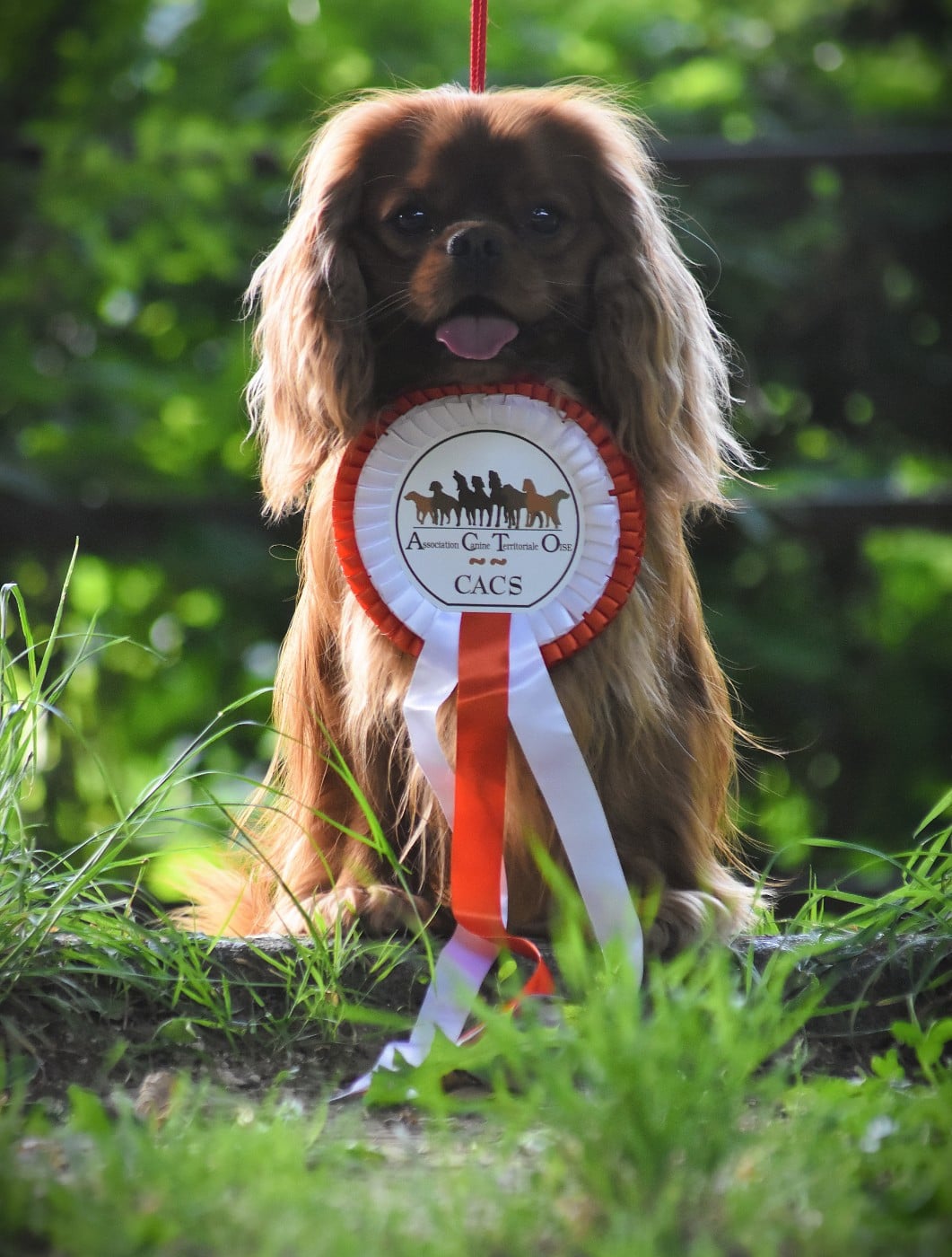 CH. Too much love Of Rapsody Queen - 1er excellent - Classe ouverte - CACS