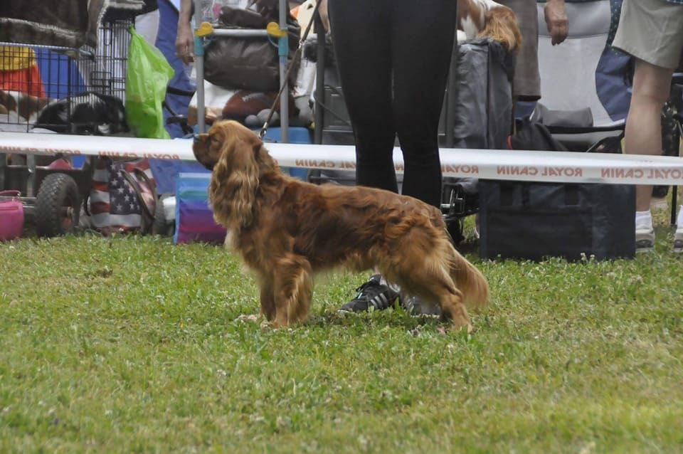 Iron des verdiers des champs - 3ème BON Classe ouverte