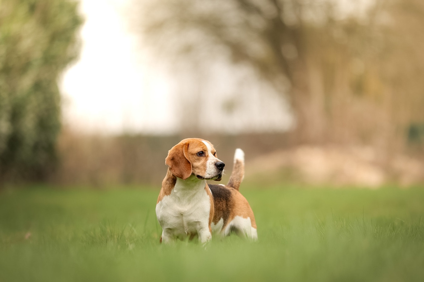 Tania dit Tyna the forgirveness american dog