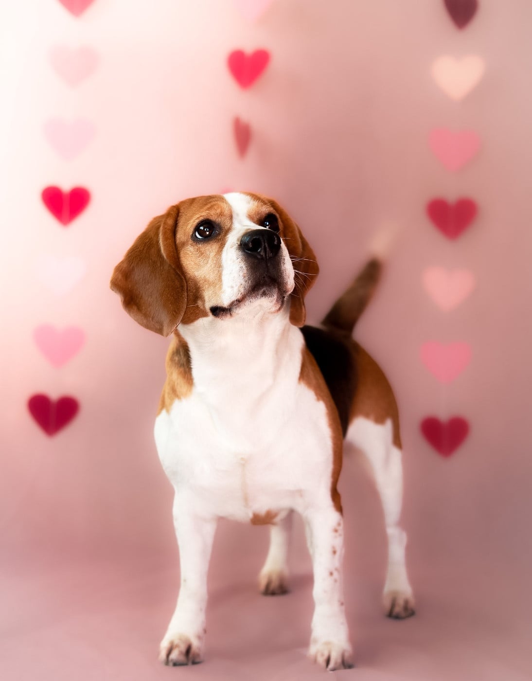 Tania dit Tyna the forgirveness american dog