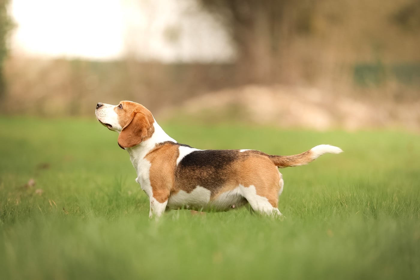 Tania dit Tyna the forgirveness american dog