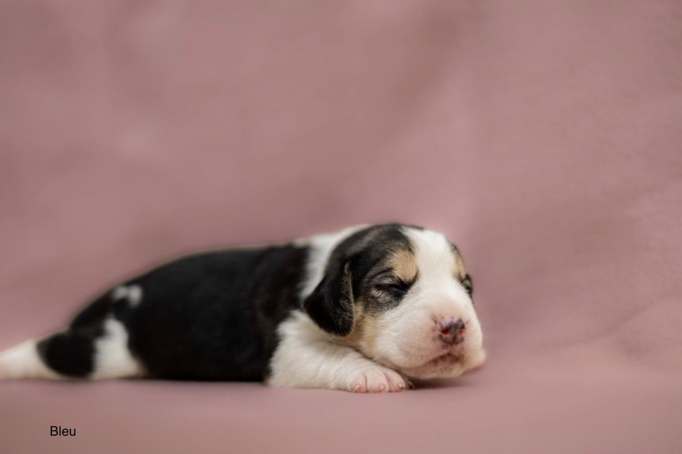 Beagle - du domaine d'Amandine