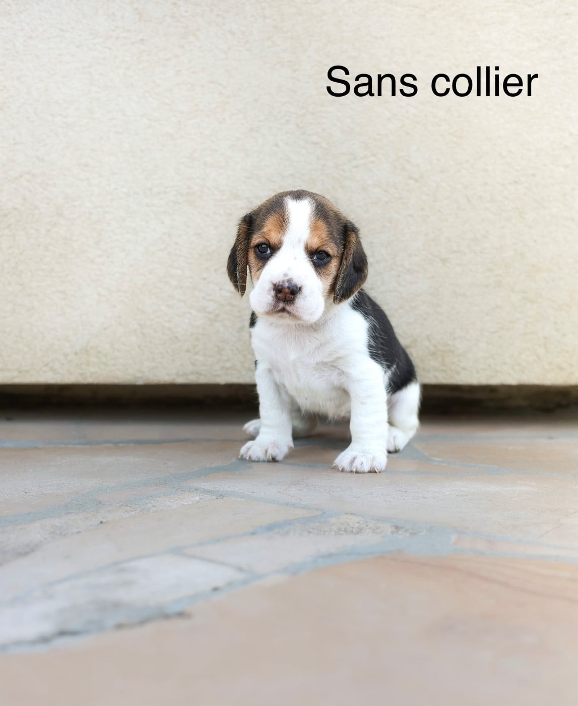 Sans collier