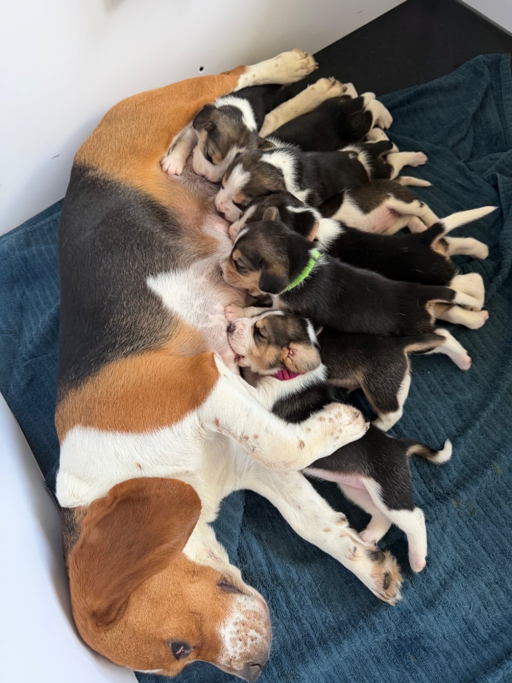 Beagle - du domaine d'Amandine