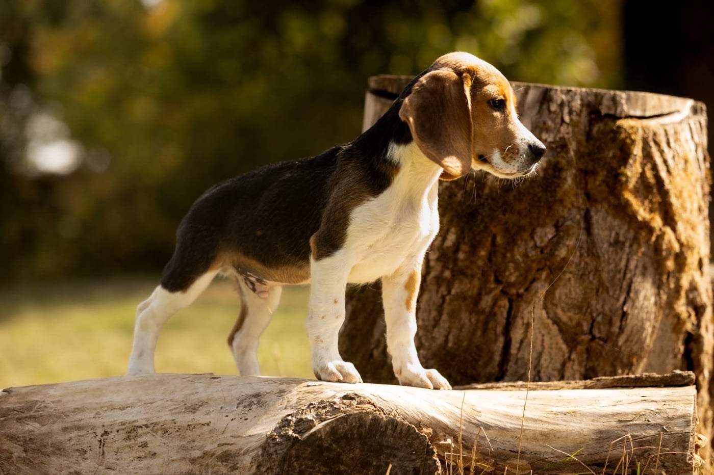 Beagle - du domaine d'Amandine