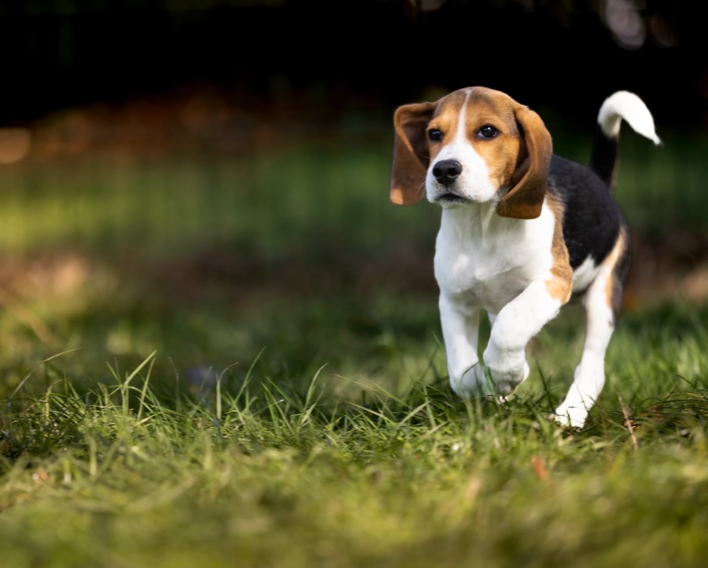 Beagle - du domaine d'Amandine