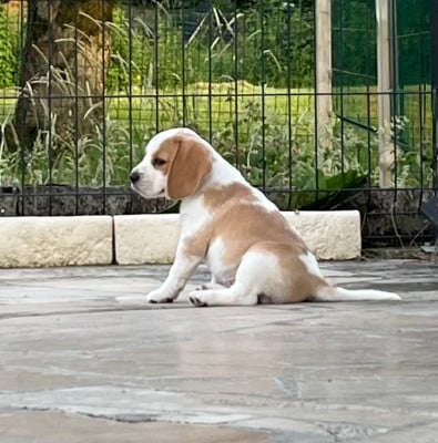 Les chiots de Beagle
