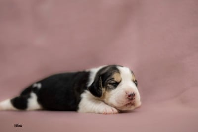 Les chiots de Beagle