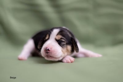 Les chiots de Beagle