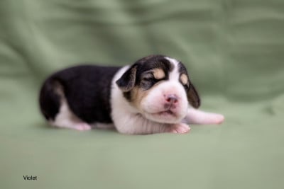 Les chiots de Beagle