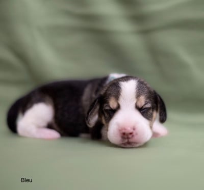 Les chiots de Beagle