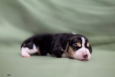 Les chiots de Beagle