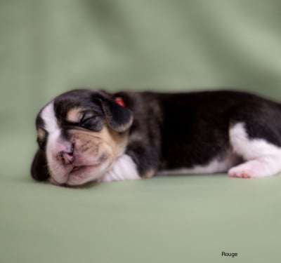 Les chiots de Beagle