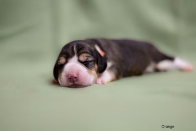 Les chiots de Beagle