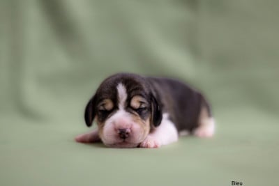 Les chiots de Beagle