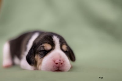 Les chiots de Beagle