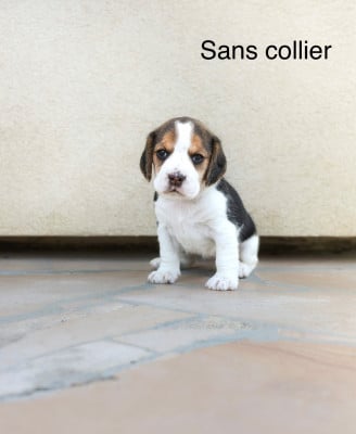 Les chiots de Beagle