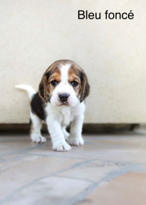 Les chiots de Beagle
