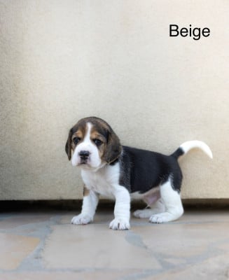 Les chiots de Beagle
