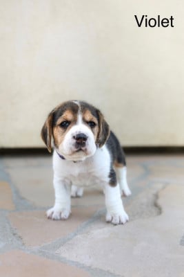 Les chiots de Beagle