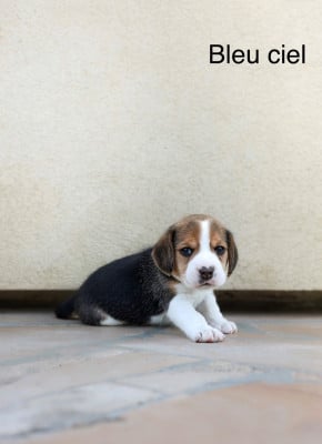 Les chiots de Beagle