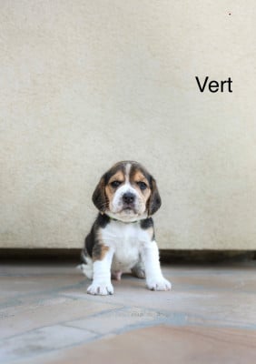 Les chiots de Beagle
