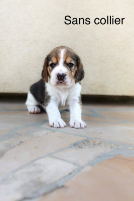 Les chiots de Beagle