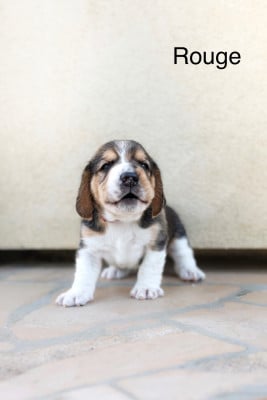 Les chiots de Beagle
